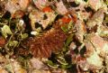 Cyerce&nbsp;cristallina